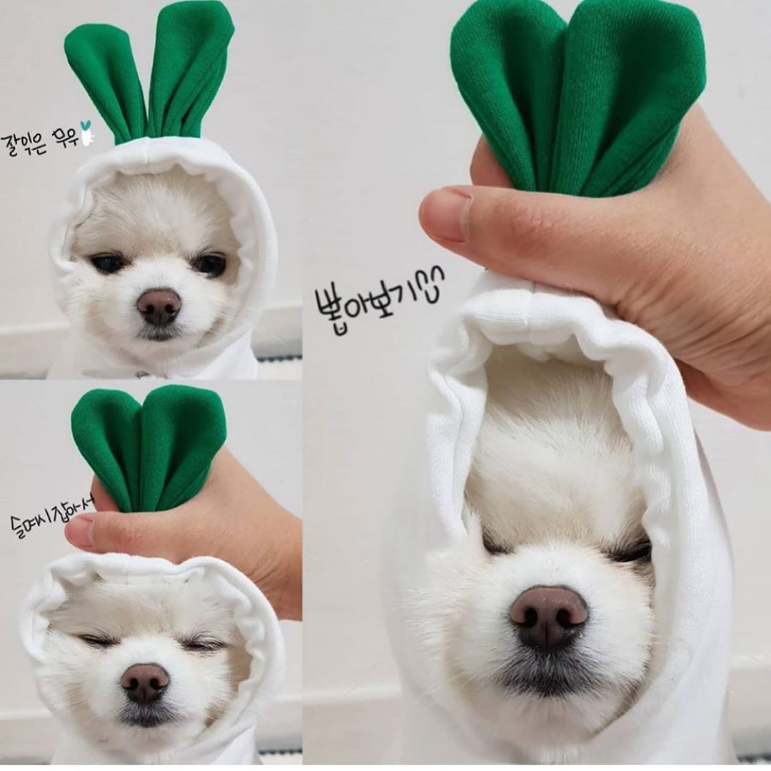 Cute Fruit Hoodie for Small Dogs – Warm Fleece Winter Outfit