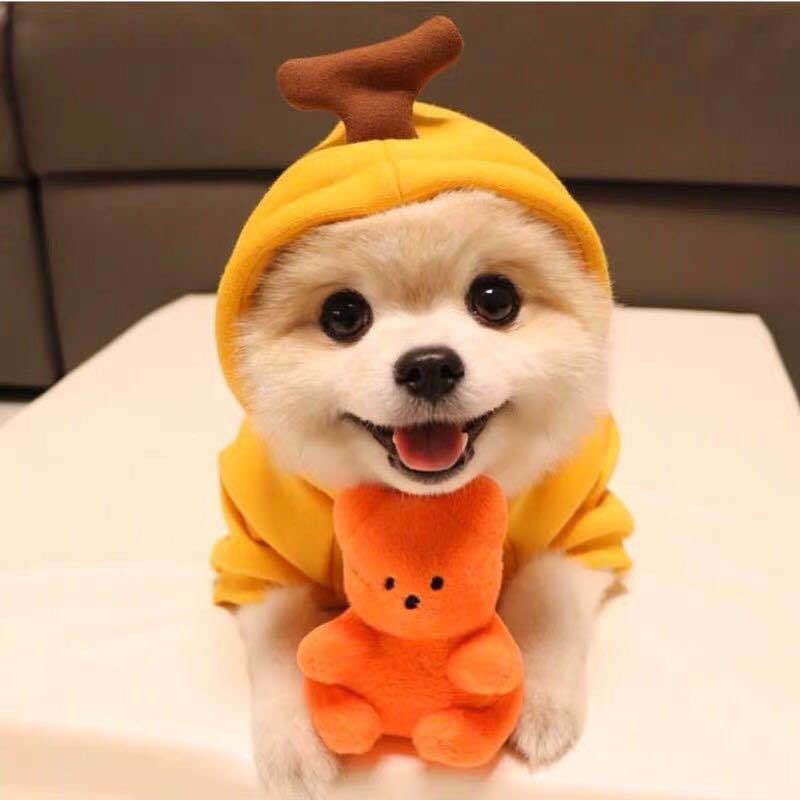 Cute Fruit Hoodie for Small Dogs – Warm Fleece Winter Outfit